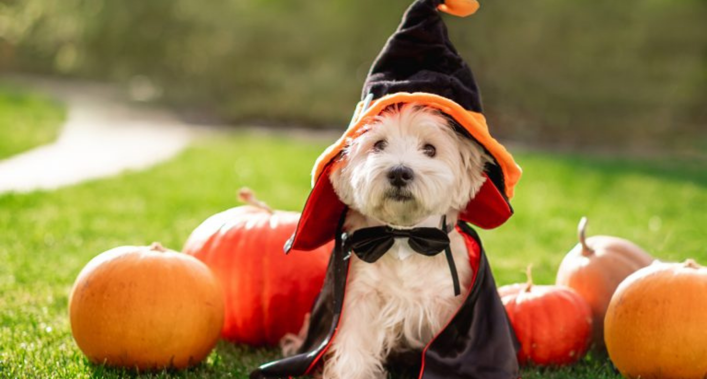 Be-careful-with-outfits-for-small-dogs-Pet-Costumes
