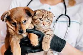 Understanding-pet-insurance-and-choosing-the-best-plan-vet-pets-london-1.jpg