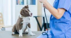latest-advancements-in-pet-care-and-treatment-vet-pet-london.jpg