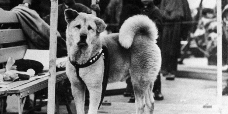Hachiko-Dog's-Life-and-Legacy-in-Japan