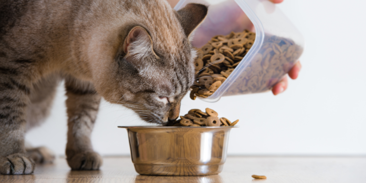 feeding-the-cat-a-proper-diet