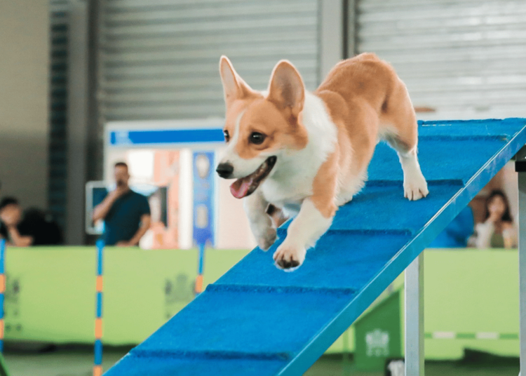 Dog-Olympics-Training