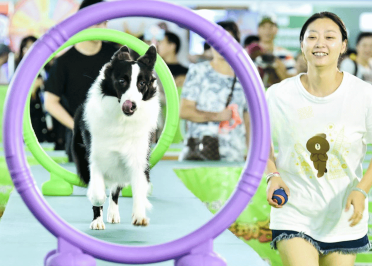 Events-in-the-Dog-Olympic-Games
