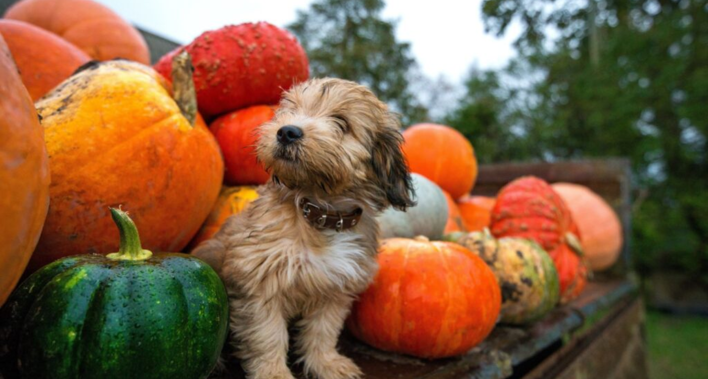 Benefits-of-Pumpkin-for-Dogs