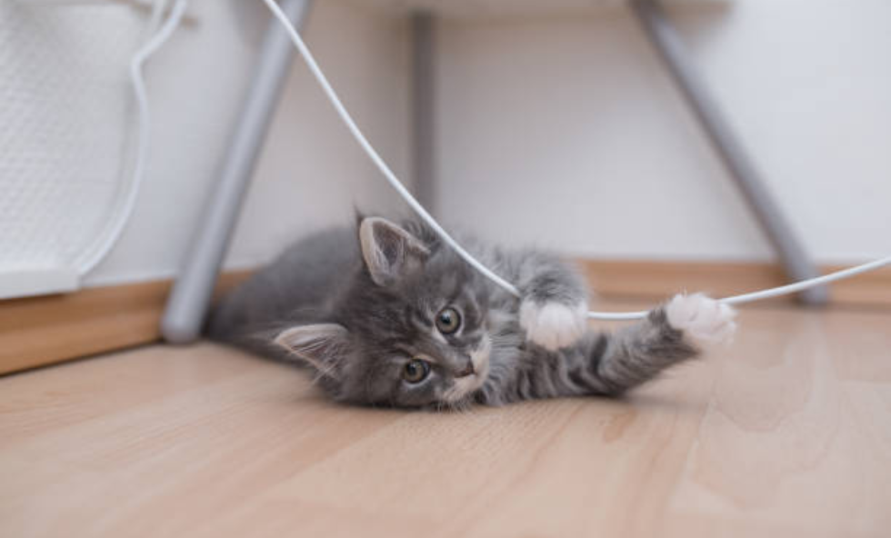 Cat-Proofing-Your-Home-Electrical-Cord-Safety