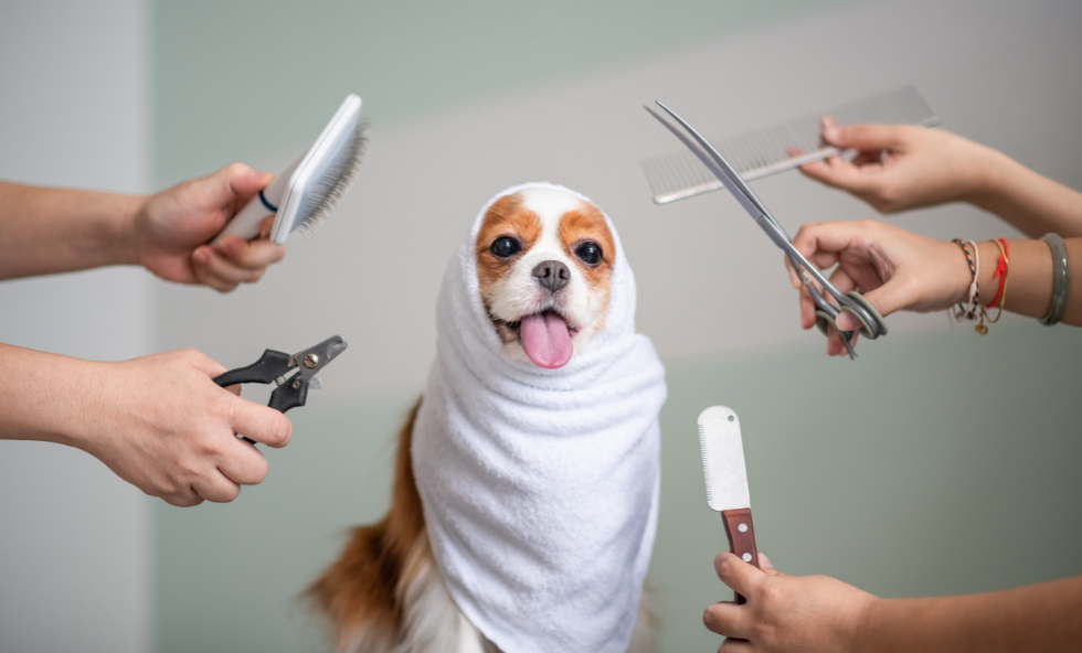 Grooming-Your-Pet_ Right-Grooming-Tools-and-Products-for-Your-Pet