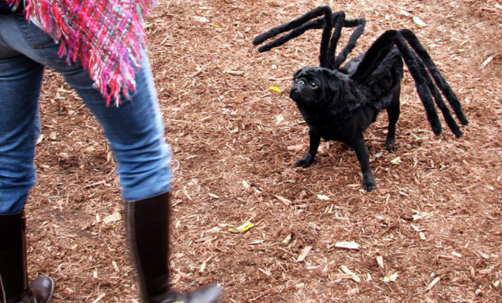 Spooktacular-Spiders-costumes