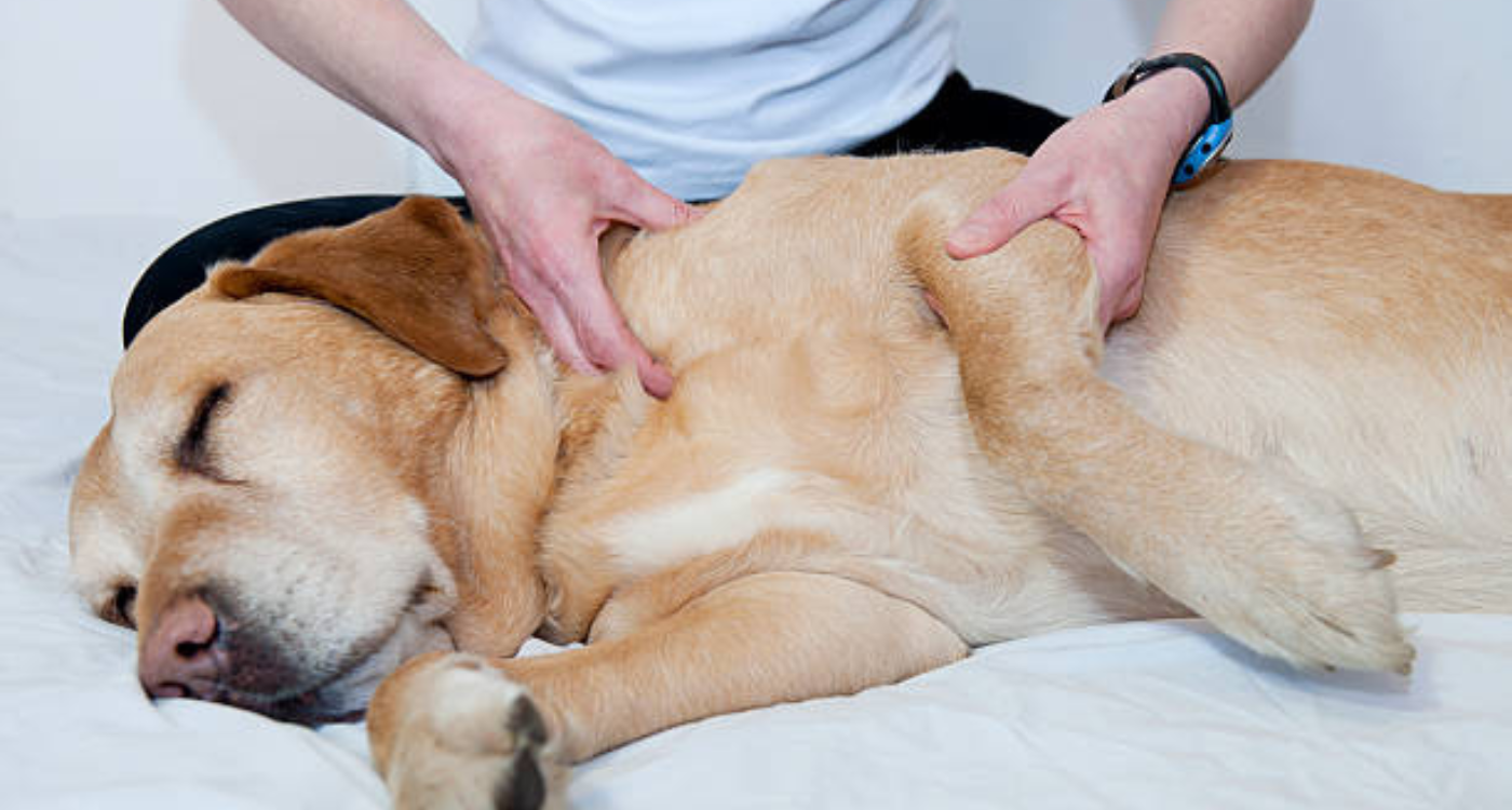 Case Studies of Pets-Who-Have-Benefited-from-Massage-Therapy -Alternative-Therapies