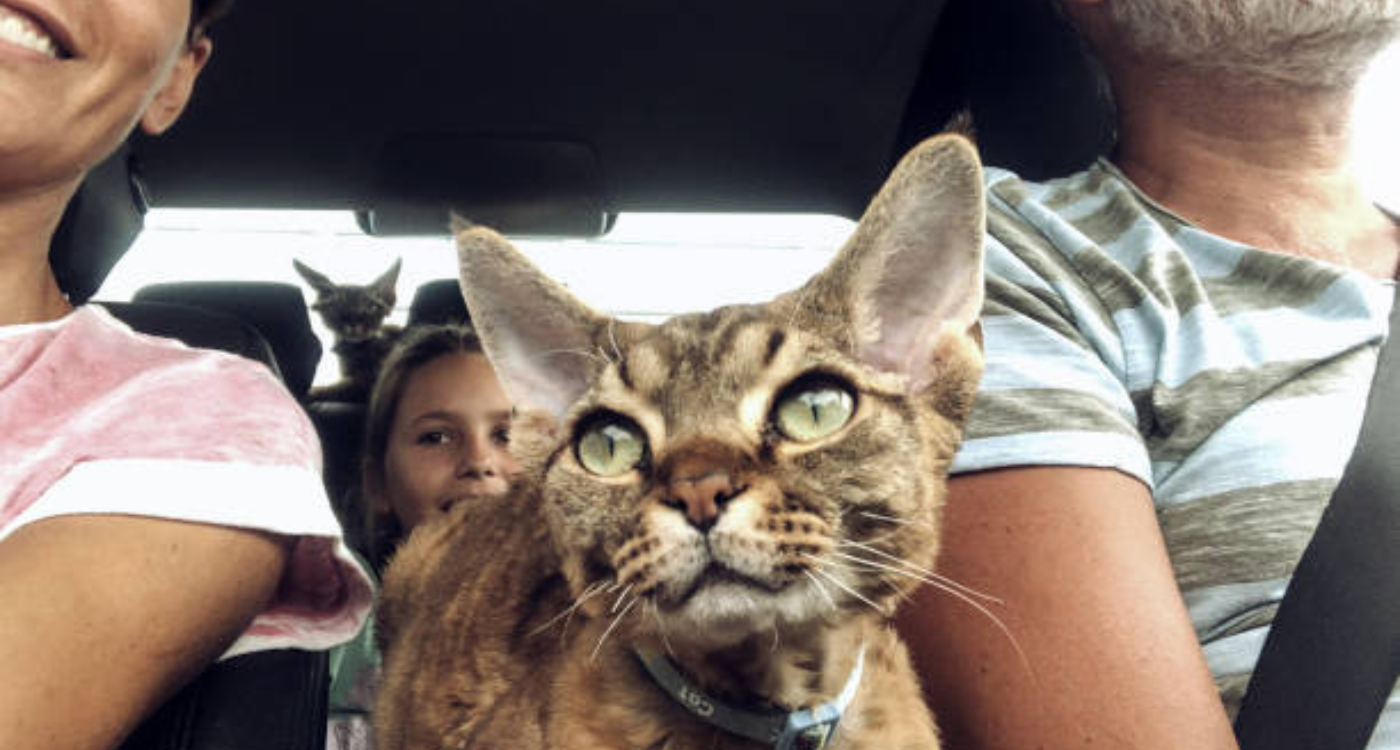 How can You Help Your Cat Travel Better