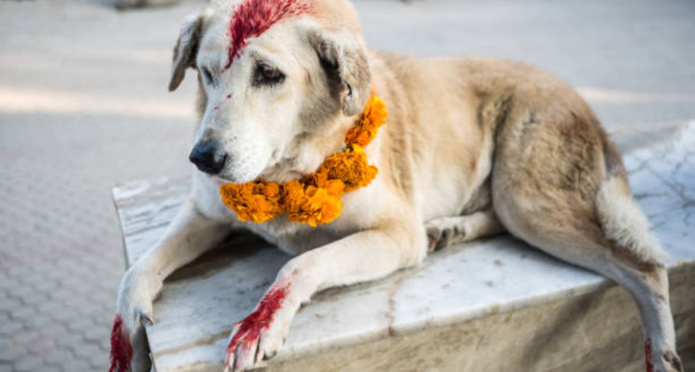 Street Dogs on Diwali-Caring for Stray Dogs