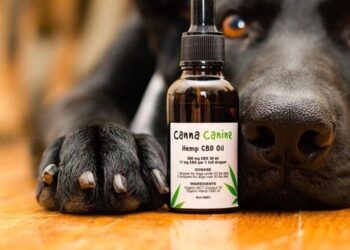5 Amazing Benefits Of CBD For Pets