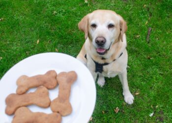 Best Treats For Training Dogs