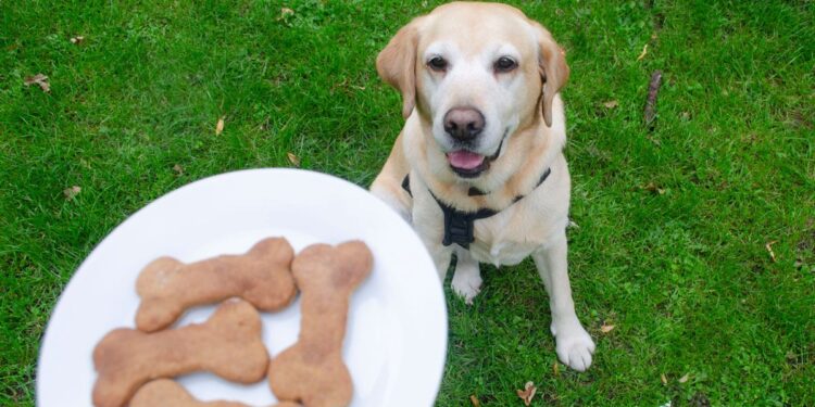 Best Treats For Training Dogs