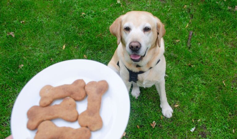 Best Treats For Training Dogs