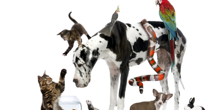 The Top Ten Facts You Didn't Know About Your Pet