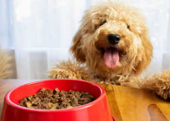 Pet Canine Health & Food