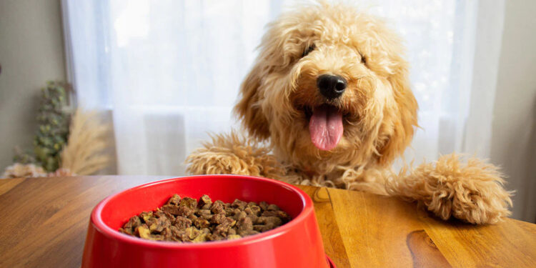 Pet Canine Health & Food