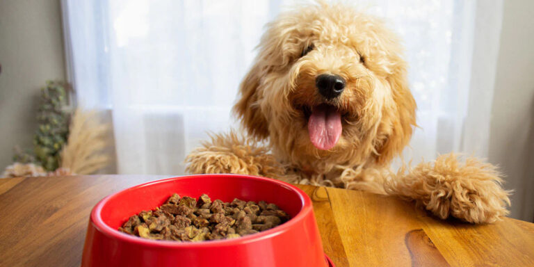 Pet Canine Health & Food