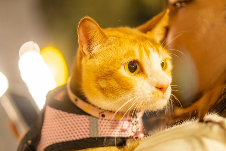 Orange tabby cat wearing a harness