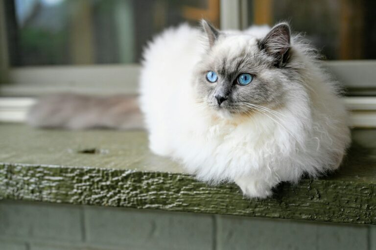 Long-haired cat sitting by a window