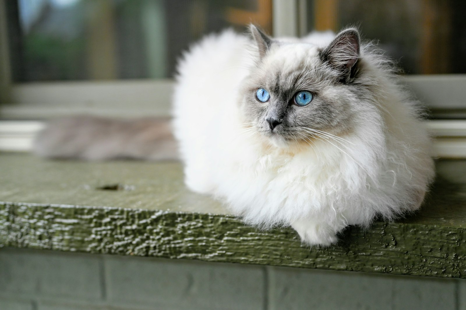 Long-haired cat sitting by a window