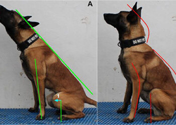 Posture is Essential For Healthy Pets