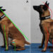 Posture is Essential For Healthy Pets