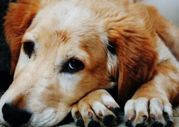 The Dog Cancer Survival Guide For Caregivers