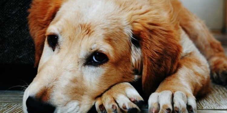 The Dog Cancer Survival Guide For Caregivers