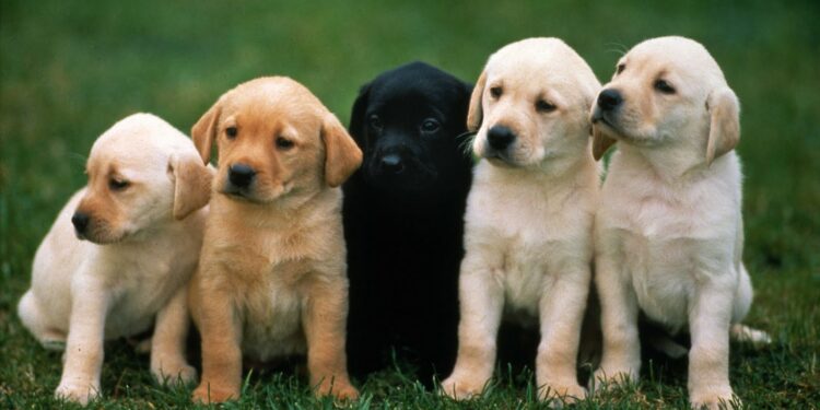 Top 10 Pet Tips For The New Pet Owner