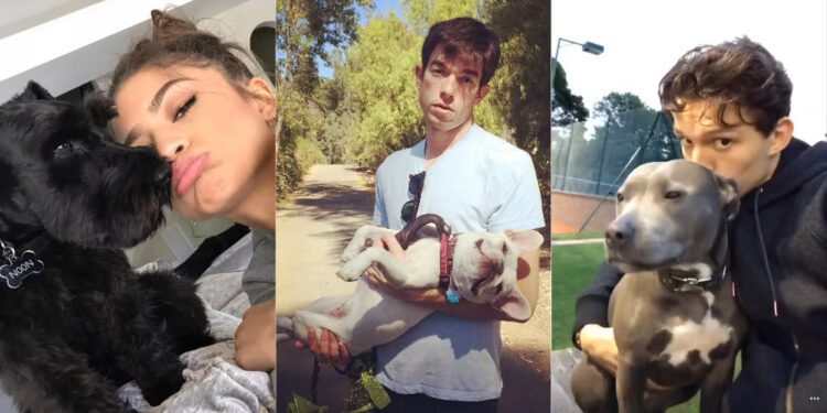 Top 6 Most Adorable Celebrity Pets