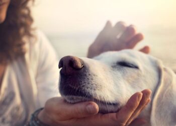 6 Tips To Help Your Senior Pet Stay Healthy