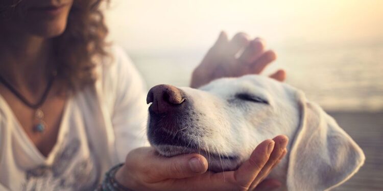 6 Tips To Help Your Senior Pet Stay Healthy