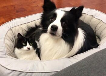 Cats vs. Dogs: Which Breed Is Best? The Results May Surprise You!