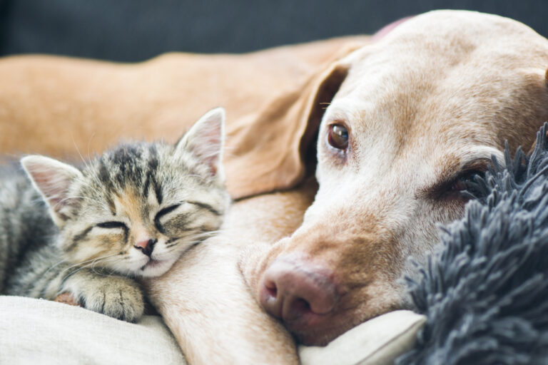 Can Dogs and Cats Get Along?