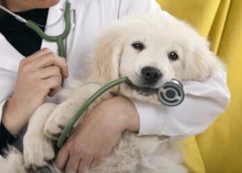 How To Choose A Vet For Your Pet
