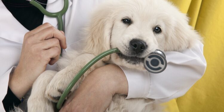 How To Choose A Vet For Your Pet