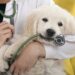 How To Choose A Vet For Your Pet
