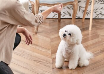 How To Train Your Dog To Sit