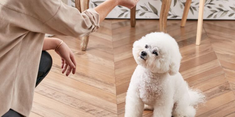 How To Train Your Dog To Sit