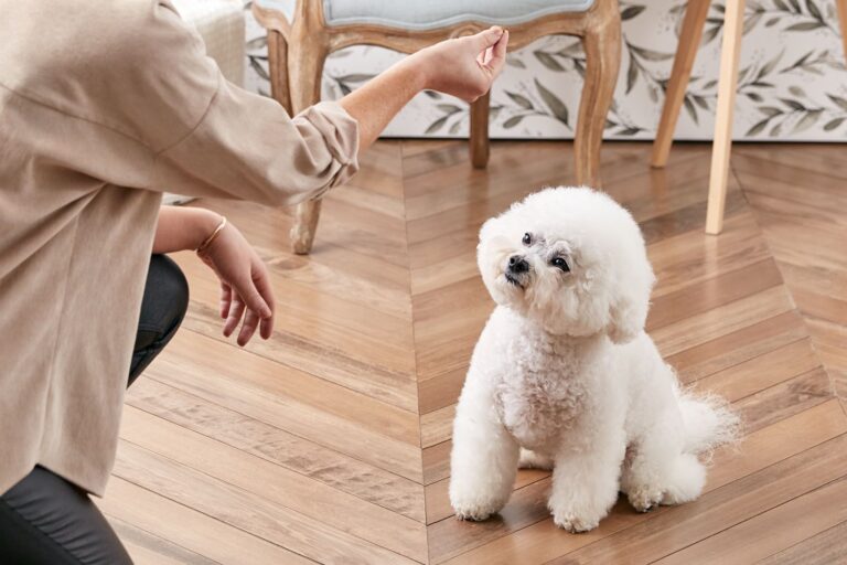 How To Train Your Dog To Sit