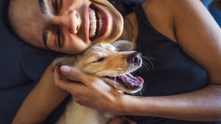Vets recommend putting your pet on a diet. More fit pets, happier pets?