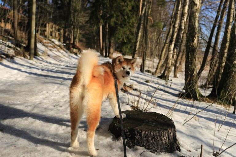 Dog outdoors in snow