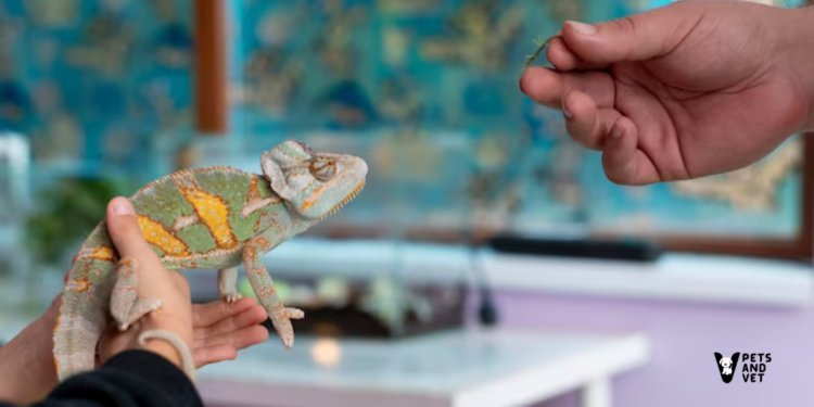The-best-Pros-and-Cons-of-Pet-Insurance-for-Exotic-Pets-2023