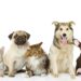 Pet-Friendly Travel Destinations You Need to Visit in 2023