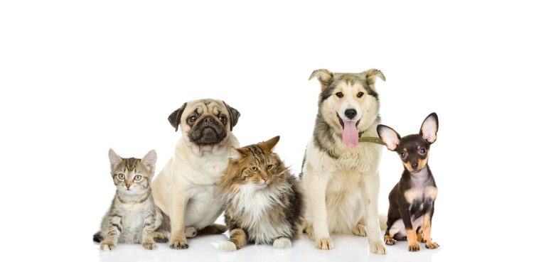 Pet-Friendly Travel Destinations You Need to Visit in 2023