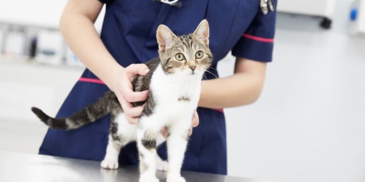 The-Benefits-of-Regular-Grooming-for-Your-Pets-Health
