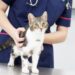 The-Benefits-of-Regular-Grooming-for-Your-Pets-Health