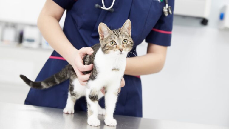The-Benefits-of-Regular-Grooming-for-Your-Pets-Health