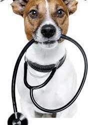 The best Importance of Socializing Your Pet for Their Mental Health 2023